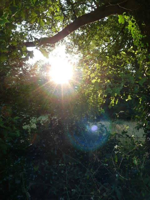 Plantes médicinales et herboristerie – soins naturels