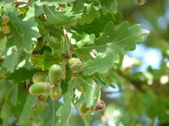 Connexion à la nature – biophilie