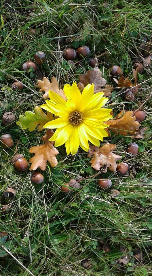 Herboristerie et plantes médicinales
